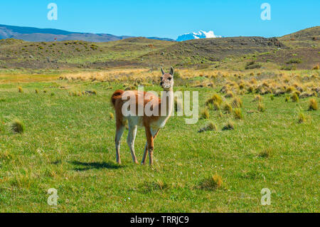 Un guanaco (Lama guanicoe) dans les prairies au printemps du parc national Torres del Paine, Puerto Natales, en Patagonie, au Chili. Banque D'Images