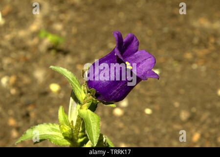 D'un violet vif Canterbury Bell Blooming Banque D'Images