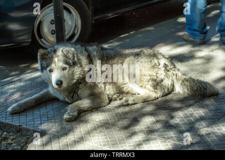 Haski chien couché sur le sol en ciment de la rue Banque D'Images
