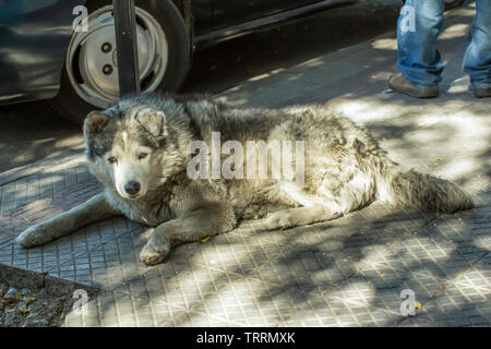 Haski chien couché sur le sol en ciment de la rue Banque D'Images