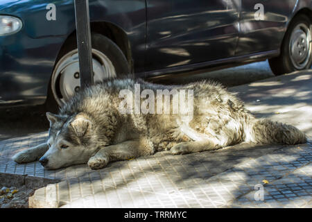 Haski chien couché sur le sol en ciment de la rue Banque D'Images