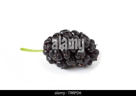 Mulberry isolé sur fond blanc. Banque D'Images