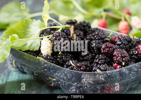 Mulberry bio fruits dans un bac en plastique Banque D'Images