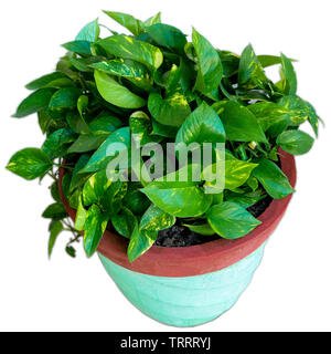 Plante Pothos (argent) dans la région de pot isolé sur fond blanc. Banque D'Images