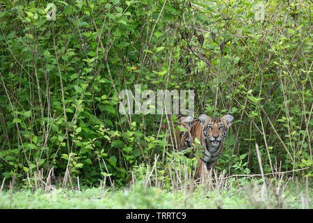 Un tiger cub et mère scrutant de lantana Banque D'Images