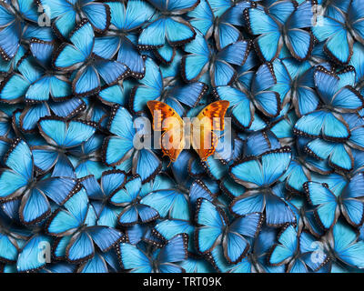 Contexte De nombreux papillons morpho peleides (bleu) et un papillon orange (Charaxes candiope). Banque D'Images