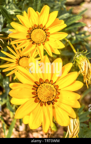 Gazania African daisies, daisy flower composite comme les tons de jaune, de plus en été. Son une plante de la famille des Asteraceae du sud de l'Afri Banque D'Images
