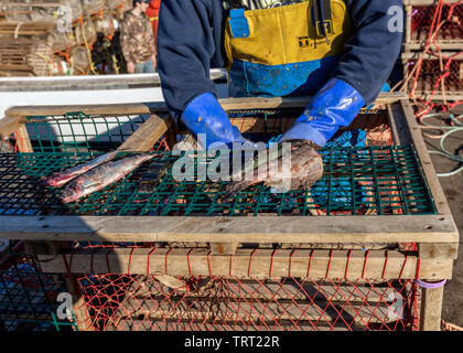 L'appâtage pêcheur un casier à homard avec du poisson cru. Banque D'Images