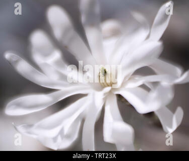 Star Magnolia var. Le Dr Merrill photographiés avec un speciaty objectif pour créer un effet crémeux extream. Banque D'Images