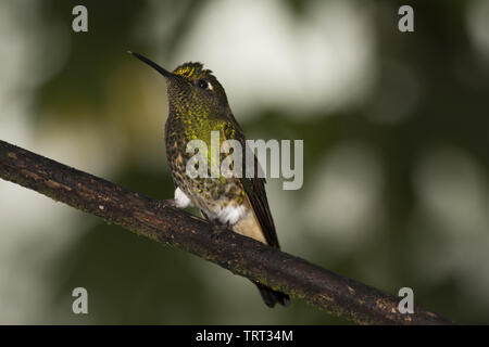 White-Racket-Tail démarré dans la forêt subtropicale qui couvre le versant ouest de la Cordillère des Andes à 2200 mètres de haut Bellavista Lodge en Equateur. Banque D'Images