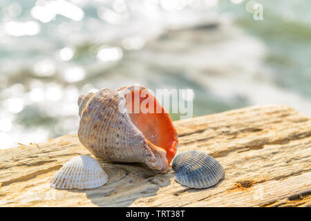 Des coquillages sur le bois vieilli. Journée ensoleillée au bord de la mer Banque D'Images