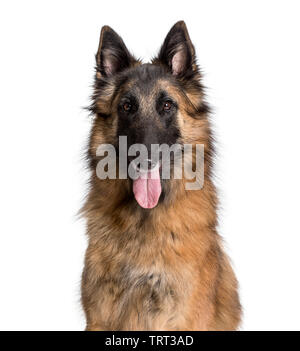 Tervuren looking at camera against white background Banque D'Images