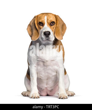 Assis Beagle against white background Banque D'Images