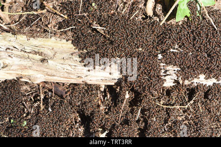 Les fourmis des bois (Formica rufa) se rassemblent dans le soleil au-dessus de leur nid dans une forêt de pins sur un temps chaud et ensoleillé jour de février. Bedgebury Forêt, Ke Banque D'Images