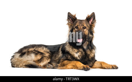 Berger Allemand looking at camera against white background Banque D'Images