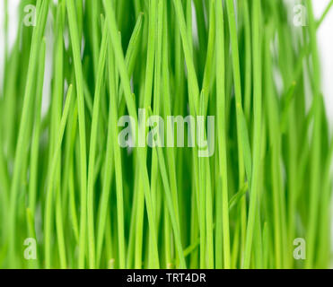 L'avoine germée herbe sur fond blanc. Banque D'Images