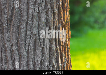 L'écorce des arbres coucher de soleil sur l'herbe Banque D'Images