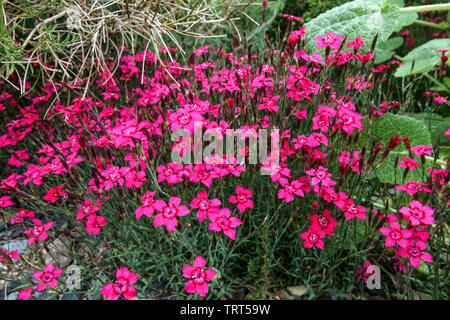 Cheddar rose Dianthus gratianopolitanus 'Rubin' Red Dianthus fleurs Dianthus Rubin plantes vivaces fleurs jardin jardin rocheux Alpine Banque D'Images