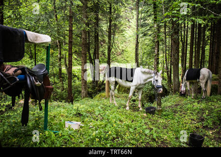 Trail l'équitation dans les montagnes de Bosnie. Le poisson grillé, le café, les haricots sur le feu sont préparés dans la nature ambiante. Banque D'Images