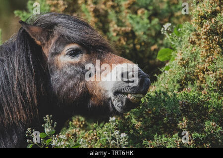 Un poney Exmoor pâturage sur Tiptree Heath dans l'Essex. Banque D'Images