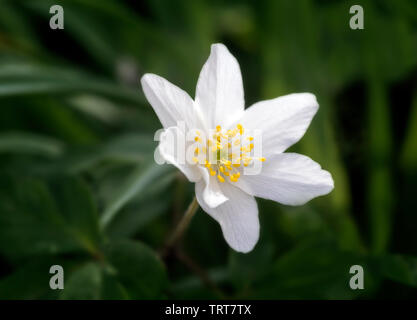 Anémone des bois (Anemone nemorosa) Banque D'Images