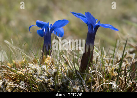 Gentiane printanière (Gentiana verna) Banque D'Images