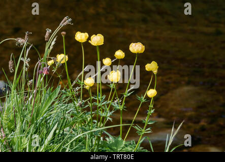 Globeflower (Trollius europaeus) Banque D'Images