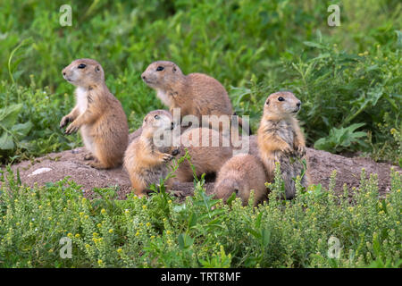 Les chiens de prairie (Cynomys ludovicianus), une famille à leur terrier, Badlands National Park (Dakota du Sud, USA. Banque D'Images