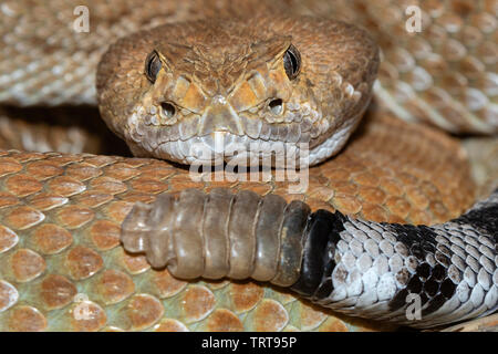 Red diamond crotale de l'Ouest (Crotalus ruber) portrait, captive (originaire de l'ouest de l'Amérique du Nord) Banque D'Images