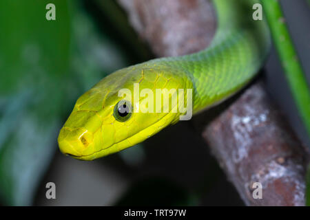 Green mamba orientale (Dendroaspis angusticeps) dans un arbre, captive (originaire d'Afrique de l'Est). Banque D'Images