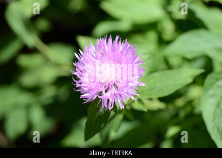 Jardin lilas bleuet (Centaurea vivaces) par une belle journée ensoleillée close up Banque D'Images