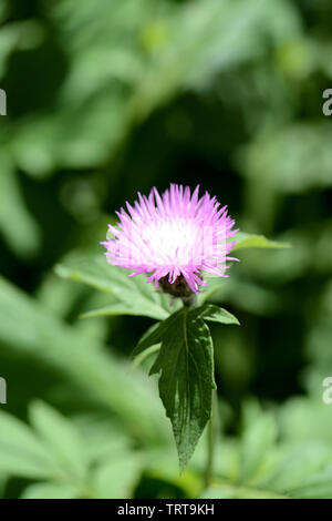 Jardin lilas bleuet (Centaurea vivaces) par une belle journée ensoleillée close up Banque D'Images