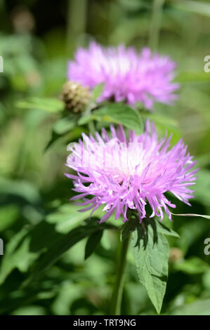 Jardin lilas bleuet (Centaurea vivaces) par une belle journée ensoleillée close up Banque D'Images