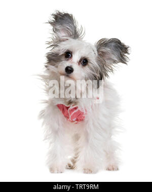 Chien Chinois à Crête in front of white background Banque D'Images