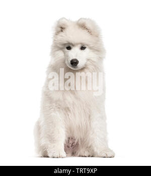 Samoyède chien, âgé de 4 mois, in front of white background Banque D'Images
