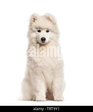 Samoyède chien, âgé de 4 mois, in front of white background Banque D'Images