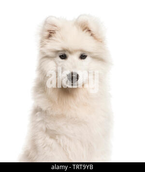 Samoyède chien, âgé de 4 mois, in front of white background Banque D'Images