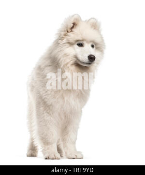 Samoyède chien, âgé de 4 mois, in front of white background Banque D'Images