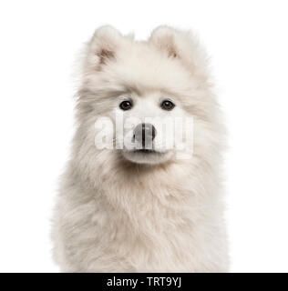 Samoyède chien, âgé de 4 mois, in front of white background Banque D'Images