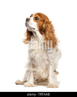 Cavalier King Charles Spaniel sitting in front of white background Banque D'Images