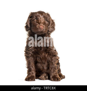 Australian Labradoodle, 2 months old, in front of white background Banque D'Images