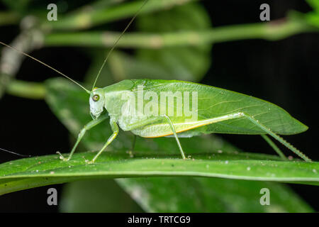 Vert, à jambes longues katydid nourriture dans une feuille dans la forêt tropicale, la nuit Banque D'Images