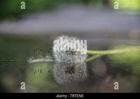 Beau pissenlit se reflétant dans l'eau avec l'arrière-plan flou Banque D'Images