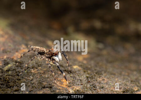 Frewena sp., un camoflaged thomisidae d'Australie avec de grands yeux et de palpes blancs Banque D'Images