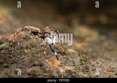 Frewena sp., un camoflaged thomisidae d'Australie avec de grands yeux et de palpes blancs Banque D'Images