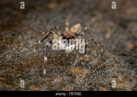 Frewena sp., un camoflaged thomisidae d'Australie avec de grands yeux et de palpes blancs Banque D'Images