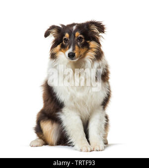 Dog sitting against white background Banque D'Images