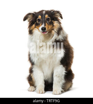 Dog sitting against white background Banque D'Images