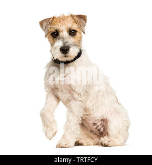 Parson Russell Terrier dog sitting against white background Banque D'Images