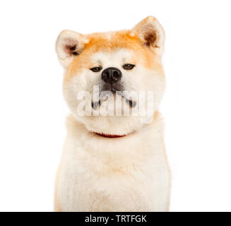 Akita Inu looking at camera against white background Banque D'Images